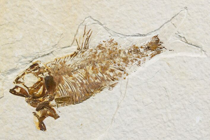Bargain, 3.2" Detailed Fossil Fish (Knightia) - Wyoming